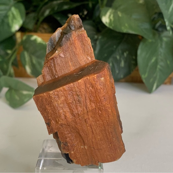 Red Petrified Wood Limb Orange Black Rough Display Specimen 3.3"x1.75" 142g 5oz - Picture 6 of 15